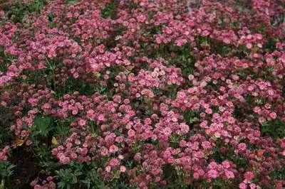 6 x Astrantia major Venice Sterrenbloem in pot van 9 x 9 cm van GRDplanten