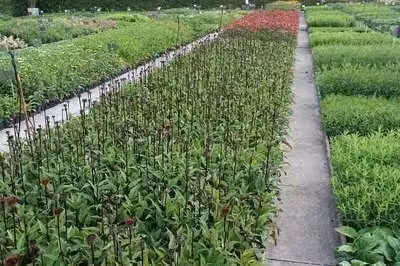6 x Echinacea purpurea Fatal Attraction Zonnehoed - Pot van 9 x 9 cm - GRDplanten
