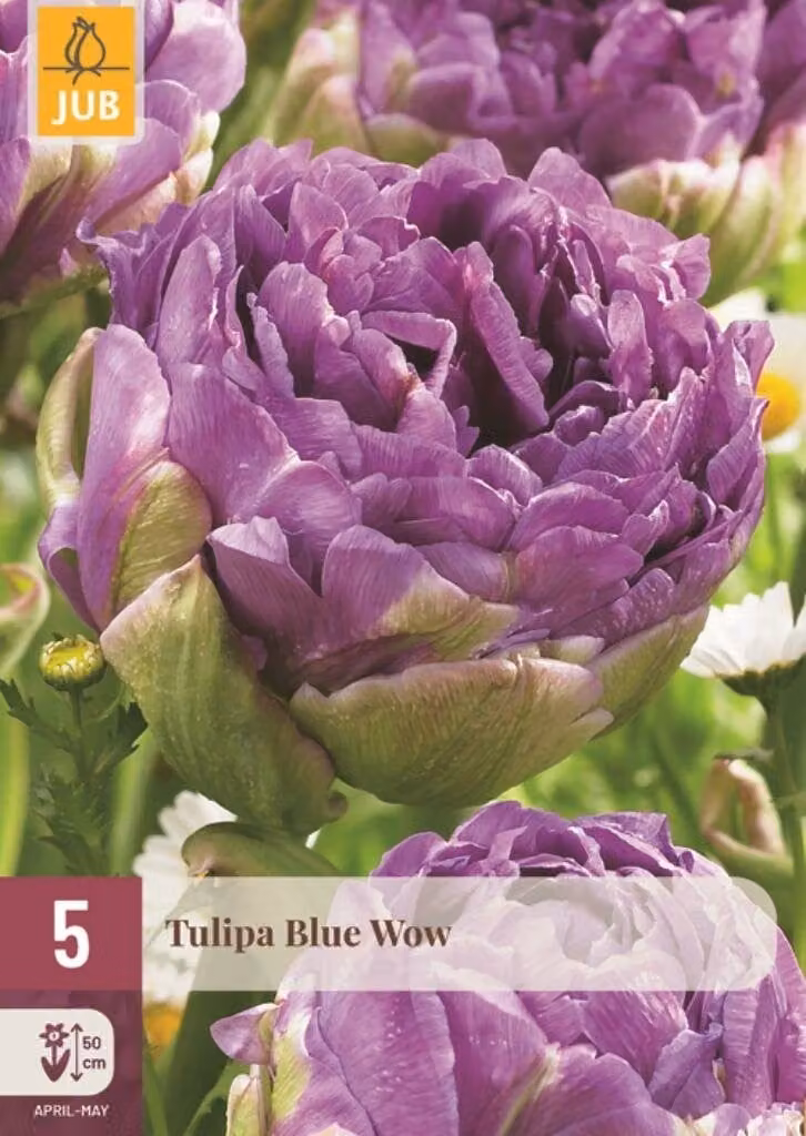 Jub Tulp Blue Wow 5 bollen