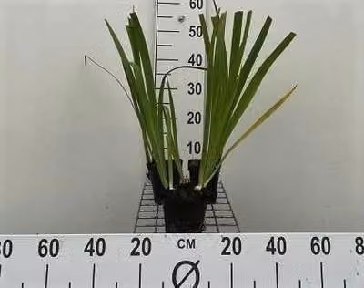 6 x Iris louisiana Black Gamecock in pot van 9 x 9 cm van GRDplanten