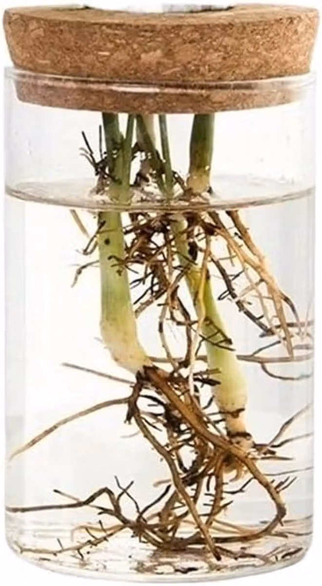 Hydrocultuur Glazen Vaas - Decoratieve Planten Fles - B/D/H: 1 x 1 x 1 cm