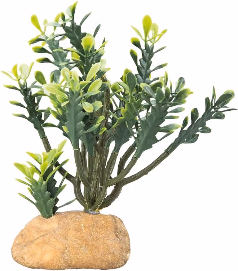 Realistische Kunst Cactus Decoratie - Groene Euphorbia Succulent in Pot voor Terrarium of Interieur