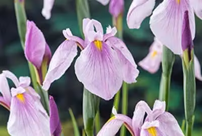 6 x Iris laevigata Rose Queen Gladde iris, Potmaat: 9 x 9 cm