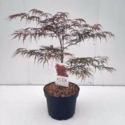 Acer palmata Garnet Japanse Esdoorn in pot, 60+ cm
