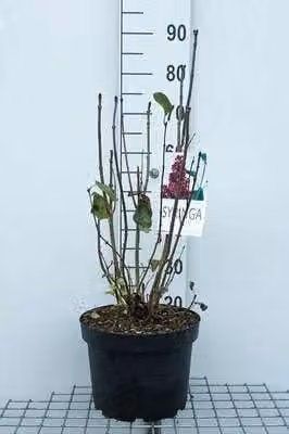 Syringa vulg. Charles Joly Gewone Sering in pot, 60-70 cm