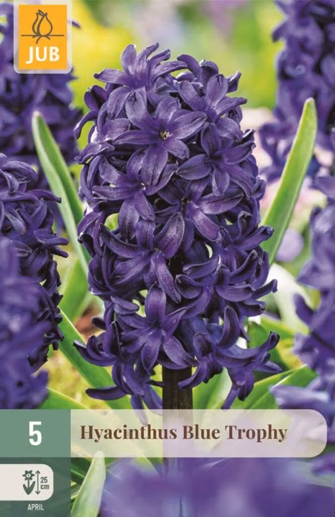 JUB Hyacinthus Blue Trophy blauwe hyacint bloembollen, 5 stuks
