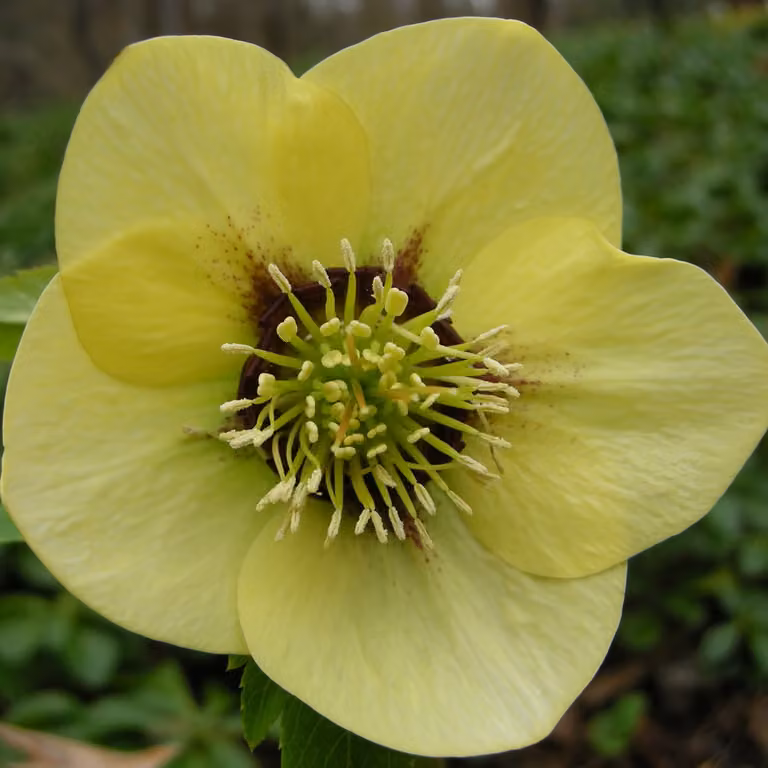 6 x Schneerose Helleborus orientalis Yellow Lady in pot van 9x9 cm van Arborix