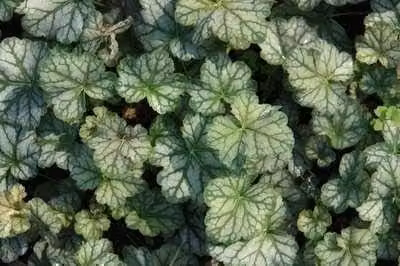 6 x Heuchera hybr. Mint Frost - Purperbloemige korrelbloem - Potmaat: 9 x 9 cm
