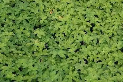 6 x Astrantia major Snowstar Sterrenbloem - Pot van 9 x 9 cm - GRDplanten