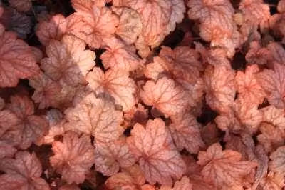 6 x Heuchera hybr. Georgia Peach - Purperbloemige korrelbloem - Pot van 9 x 9 cm