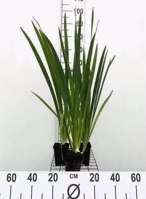 6 x Louisiana-iris Ann Chowning in pot van 9 x 9 cm van GRDplanten