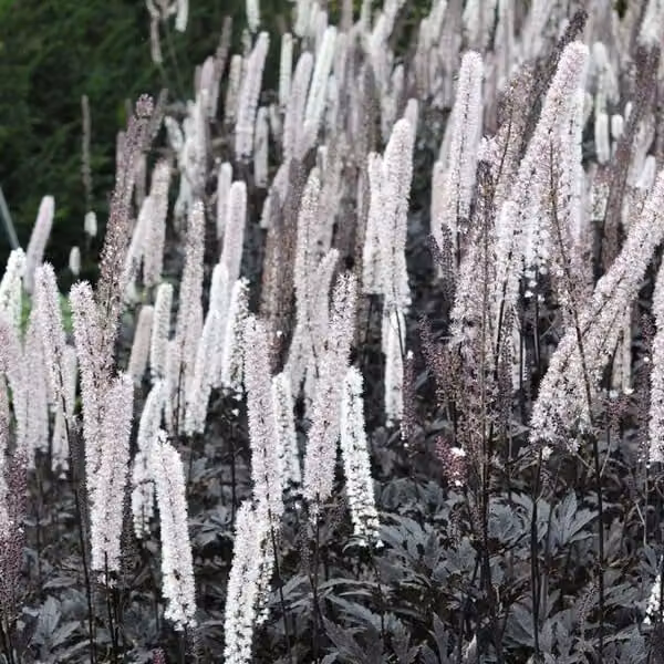 6 x September-sierkers Actaea simplex Brunette in pot van 9x9 cm van Arborix