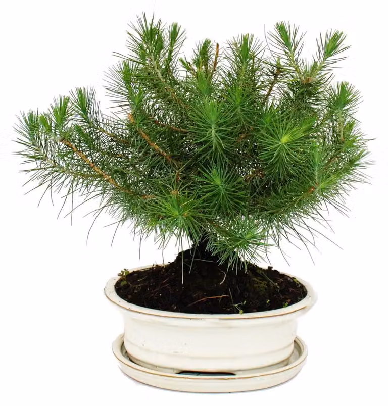 Exotenherz Bonsai Pinus halepensis Alexandrijnse den - 9 jaar oud