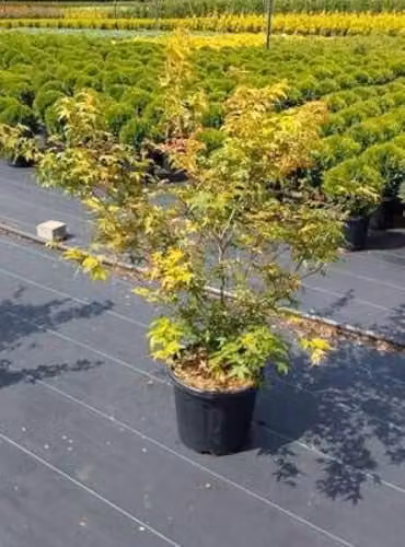 Acer palmata 'Katsura' Japanse Esdoorn in pot, 60-80 cm