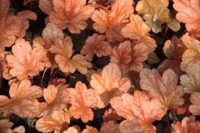6 x Heuchera hybr. Peach Flambe - Purperbloemige korrelbloem - Pot van 9 x 9 cm - GRDplanten