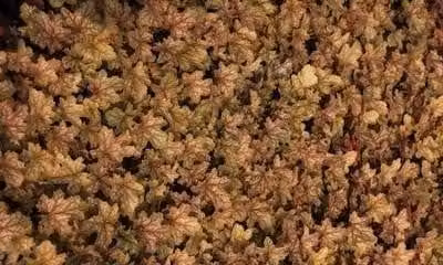 6 x Heuchera hybr. Ginger Ale - Purperbloemige kornoelje - Pot van 9 x 9 cm - GRDplanten