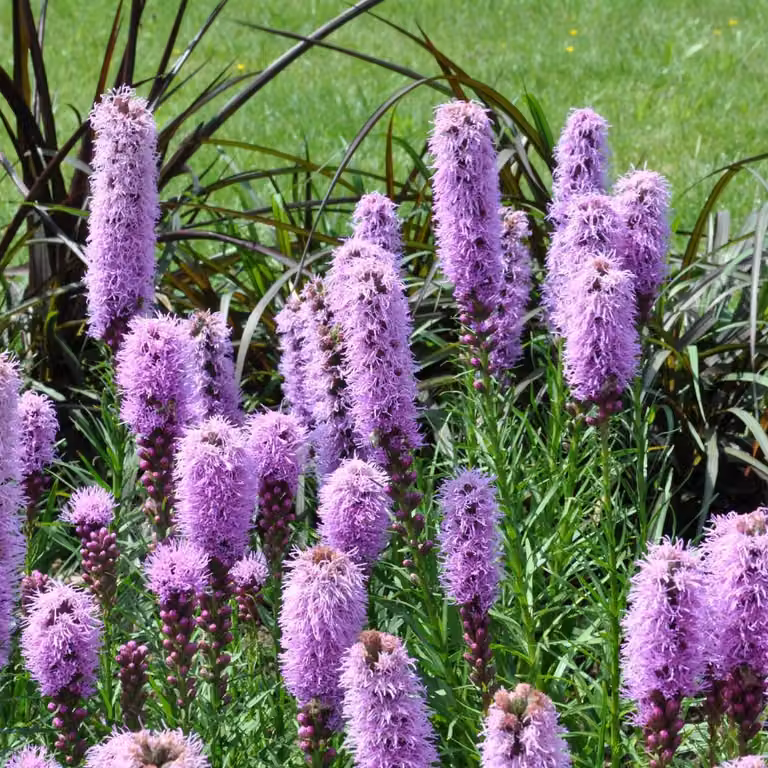 Oasis of Life Liatris spicata Prachtscharte, 24 planten, Ø 9 cm, Hoogte: 10-25 cm, zomerbloeiend