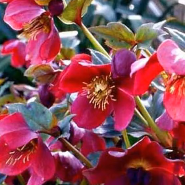 6 x Sneeuwroos Helleborus orientalis Red Lady in pot van 9x9 cm van Arborix