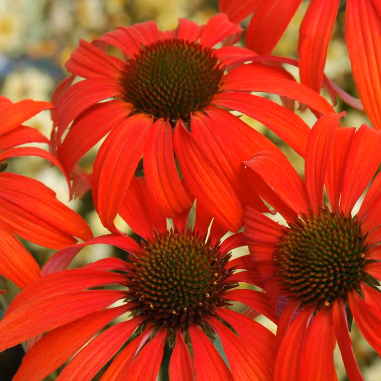 6 x Echinacea purpurea Tomato Soup Nepzonnebloem in pot van 9x9 cm