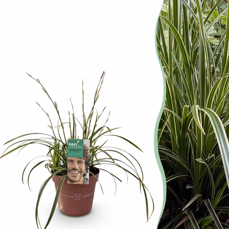 Pflanzenboutique Carex morrowii Ice Dance Siergras - Wit & Groen - Groenblijvend - Winterhard - Hoogte: 40-50 cm, Diameter: 17 cm