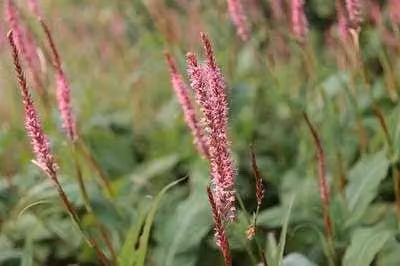 6 x Persicaria amplexicaulis Fascination Kerzenknöterich in pot van 9 x 9 cm van GRDplanten
