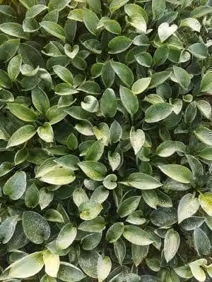 6 x Hosta hybride Love Pat - Hosta - Pot Ø 9 x 9 cm