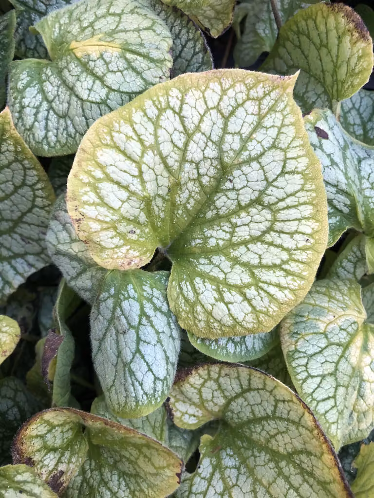 6x Brunnera macrophylla Jack Frost Kaukasische vergeet-mij-nietje - Zilver, blauw en groen - GRDplanten
