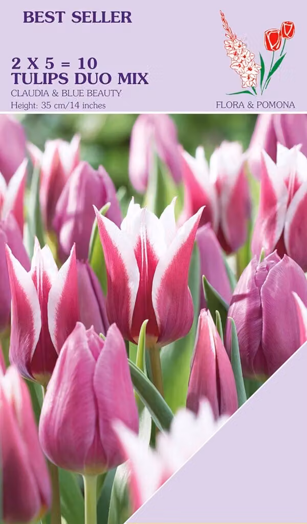 Tulp duo Claudia & Blue Beauty 10 bollen - Wit, Paars en Roze