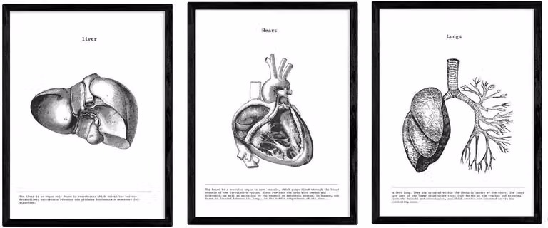 Set van 3 Anatomie Posters met illustraties van het menselijk lichaam (Hart, Lever, Longen) in zwart-wit, A3