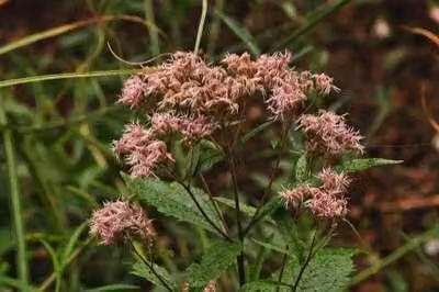 6 x Eupatorium dubium Baby Joe Waterdraf in pot van 9 x 9 cm van GRDplanten