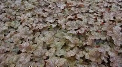 6 x Heuchera hybr. Pinot Gris - Purperbloemige korrelbloem - Pot van 9 x 9 cm - GRDplanten