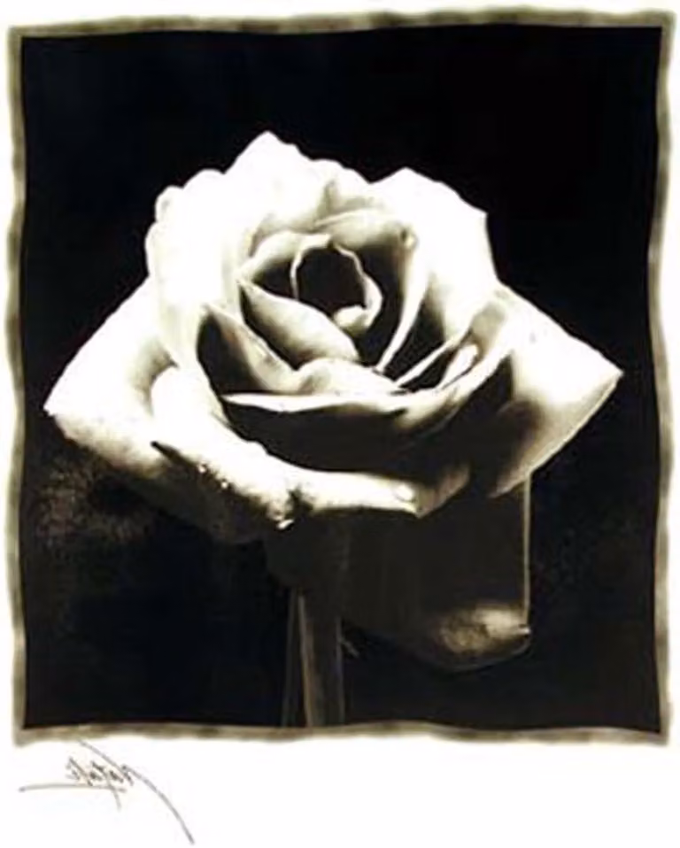 Zwarte Roos Poster met Houten Lijst - Zwart-wit Fotografie Wanddecoratie - B/D/H: 61 x 915 cm