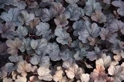 6 x Heuchera hybr. Silver Gumdrop - Purperbloemige korrelplant - Pot van 9 x 9 cm