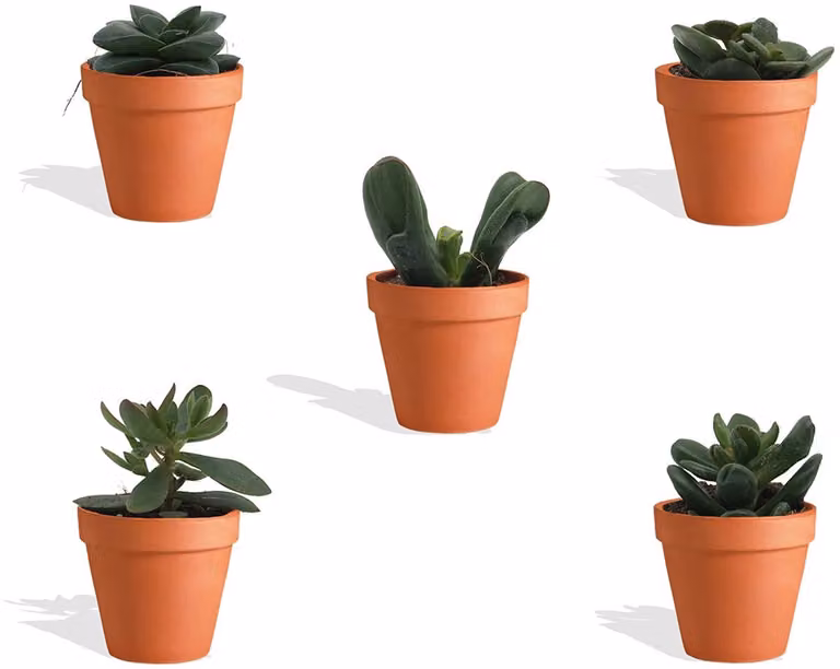 DutchLeafs Crassula Mix Mini Vetplanten in Terracotta Bloempot - 5 stuks - Hoogte: 8-15 cm