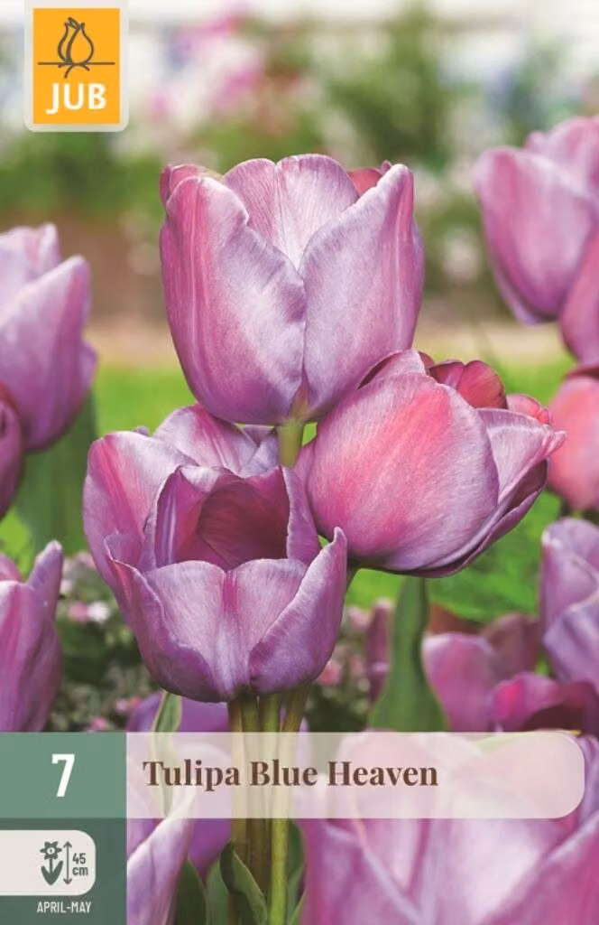 JUB Tulipa Blue Heaven bloembollen, 7 stuks, blauw/paars/roze