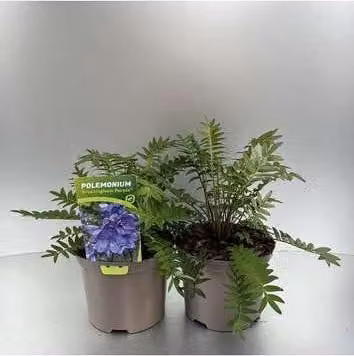 6 x Polemonium caeruleum Bressingham Purple Jakobsleertje - Pot van 9 x 9 cm - GRDplanten
