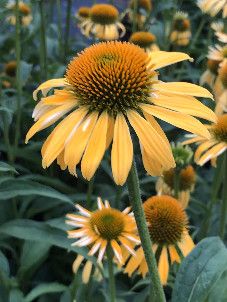 6 x Echinacea purpurea Harvest Moon Zonnehoed in pot, 9x9 cm