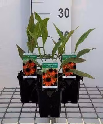 6 x Echinacea purpurea Tiki Torch Zonnehoed - Pot van 9 x 9 cm - GRDplanten