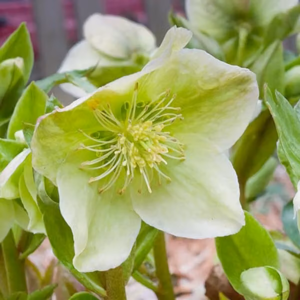 6 x Schneerose Helleborus nigercors in pot van 9x9 cm van Arborix