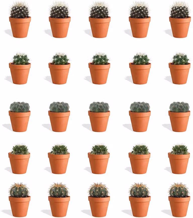 DutchLeafs Bolcactus Mix Mini Cactussen in Terracotta Bloempot - 20 Stuks - Kwekerspot 5,5 cm - Hoogte 8-15 cm