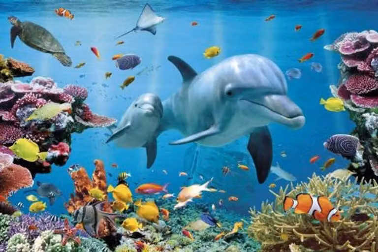 Dolfijn Tropische Waterwereld Natuur Dier Poster met 2 Houten Lijsten van 92 cm, Grootte 91,5 x 61 cm