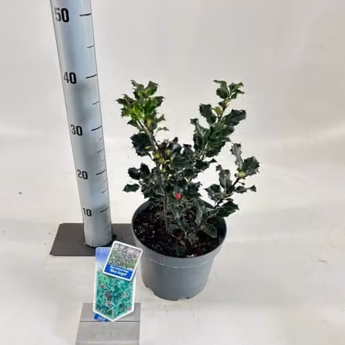 Ilex meserveae 'Blue Angel' - Blauw - In pot (30-35 cm)