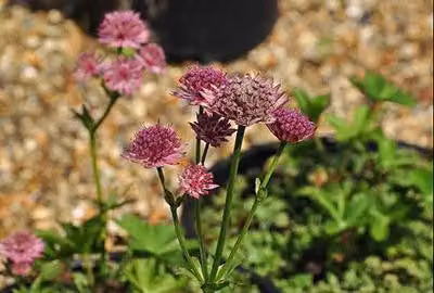 6 x Astrantia major Roma Sterrenbloem - Pot van 9 x 9 cm - GRDplanten