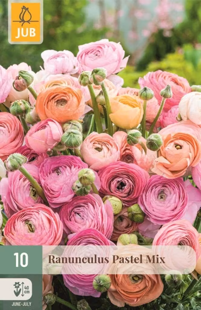 Ranunculus Pastel Mix Jub 10 knollen