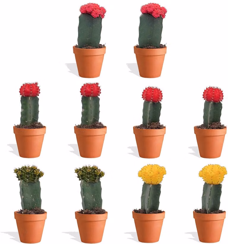 DutchLeafs Gymnocalycium Mix Geënte Mini Cactussen in Terracotta Bloempot - 10 Stuks - Hoogte: 8-15 cm