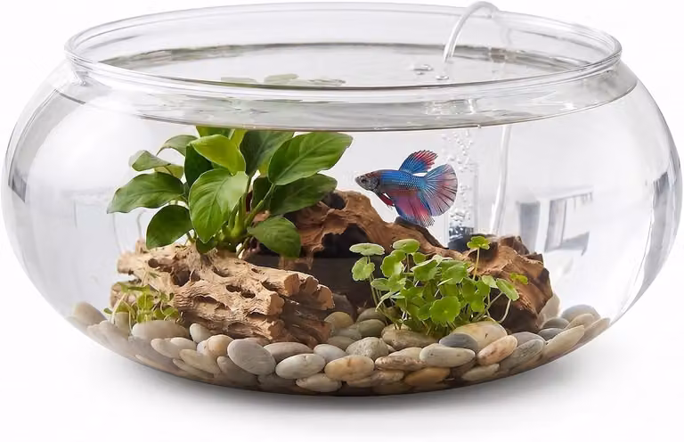 Ronde Glazen Bloemenvaas met Brede Opening voor Terrarium en Succulente Planten - Decoratieve Vaas voor Vis en Tafelversiering