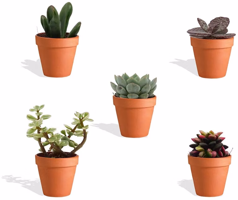 DutchLeafs Vetplanten Mix in Terracotta Bloempot - 5 stuks - Hoogte: 8-15 cm