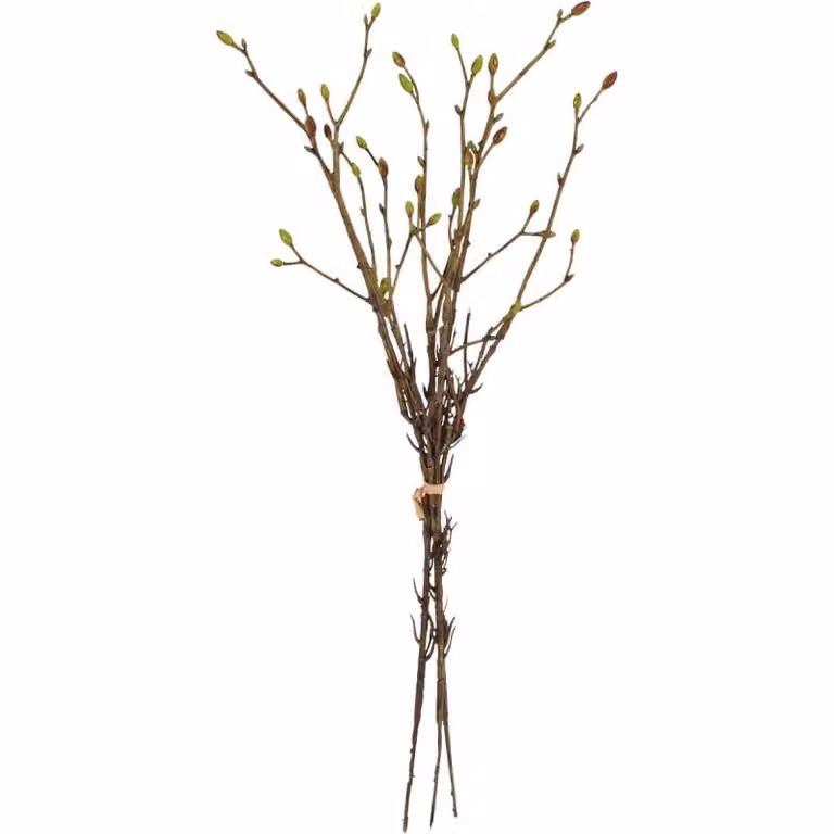 Kunsttak Tilia van Budget Home Store