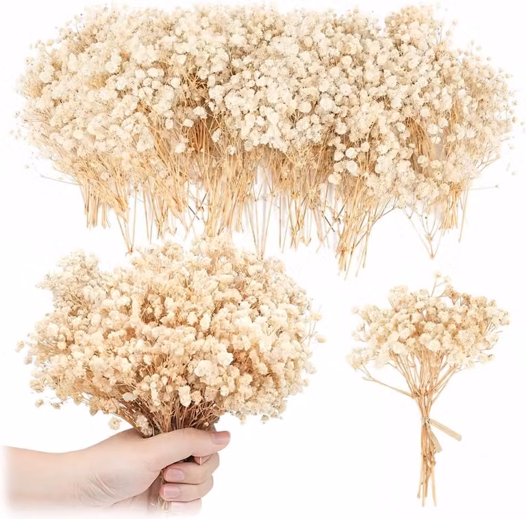 Gedroogde witte bloemen voor natuurlijke decoratie, bruiloften en haaraccessoires