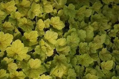 6x Heuchera hybr. 'Electra' met purperkleurige bloemen, pot van 9 x 9 cm, GRDplanten